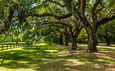 Boone Hall by Bill Carson Photography art print