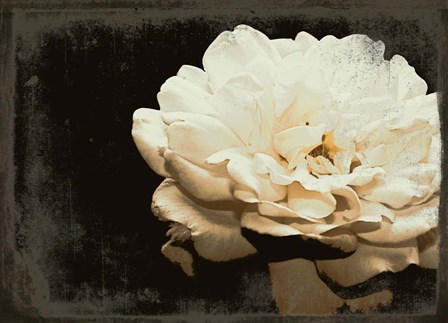 Blooming Elegance by Emily Navas art print