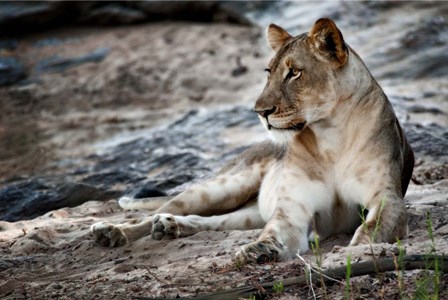 Afternoon Pose by Niassa Lion Project art print