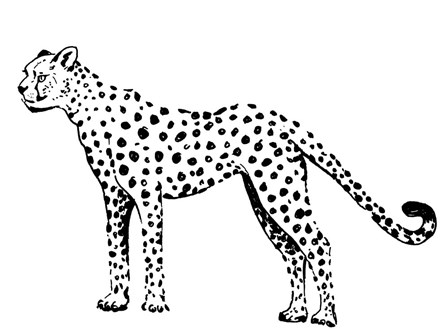 Cheetah by Patricia Pinto art print