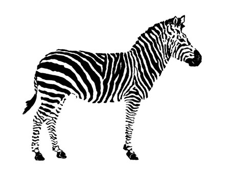 Zebra by Patricia Pinto art print