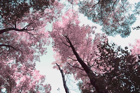 Blooming Cherry Blossom by Kali Wilson art print