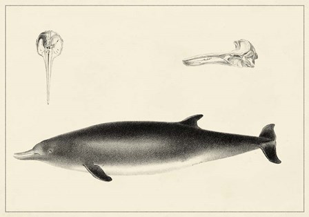 Antique Dolphin Study I art print