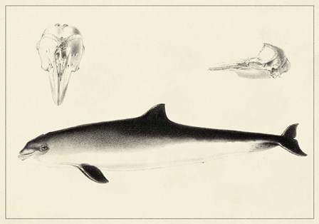 Antique Dolphin Study II art print