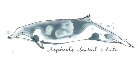 Cetacea Shepherd&#39;s Beak Whale by June Erica Vess art print