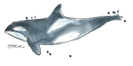 Cetacea Orca Whale by June Erica Vess art print