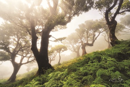 Just Some Trees on a Hill by Martin Podt art print