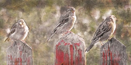 Birds on a Fence by Bluebird Barn art print