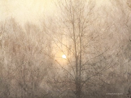 Fading Trees Sunlight by Bluebird Barn art print