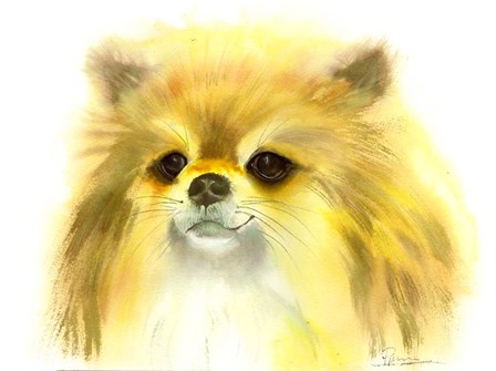 Pomeranian by Olga Shefranov art print