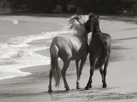 Young Mustangs on Beach by Traer Scott art print