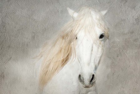 Stallion Face by Merrie Asimow art print