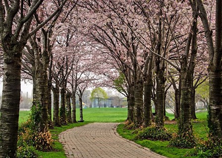 Cherry Blossom Path by Chuck Burdick art print