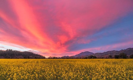 Spring Sunset Napa Valley by Elizabeth Carmel art print