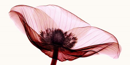 Anemone I by Robert Coop art print