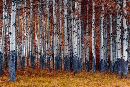 Autumn Forest by Vladimir Kostka art print