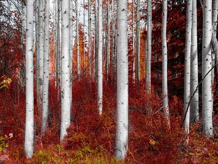 Fall Birches by Vladimir Kostka art print