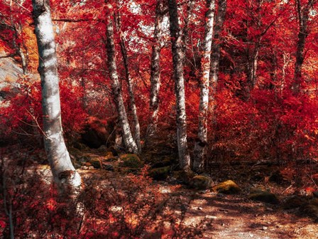 Red Trees Path by Vladimir Kostka art print