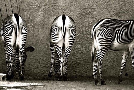 Zebra Butts by Courtney Lawhorn art print