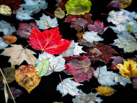 Autumn Leaves by David W. Pollard art print