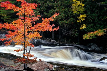 Autumn, Lower Rosseau Falls by David W. Pollard art print