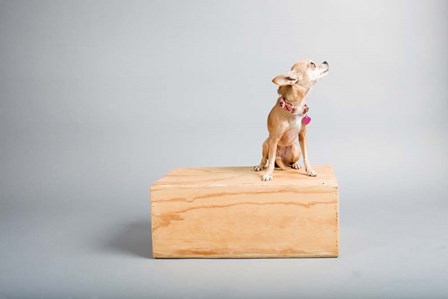 Small Dog, Big World by Susan Sabo art print