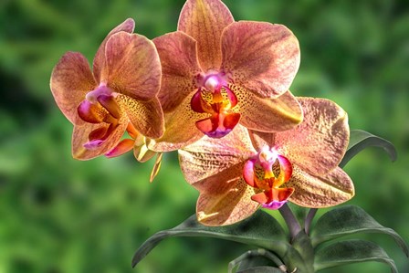 Orange Orchid by Don Spears art print