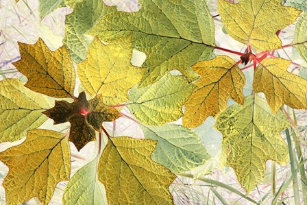 Golden Oak by Judy Stalus art print