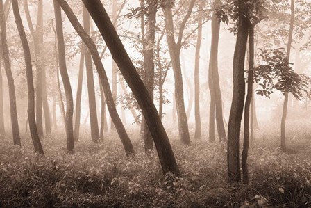 Reticent Woods by Igor Svibilsky art print