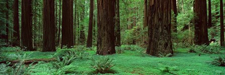 Redwoods, Rolph Grove by Alain Thomas art print