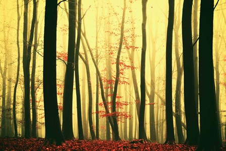 Red Leaves by Lars Van De Goor art print