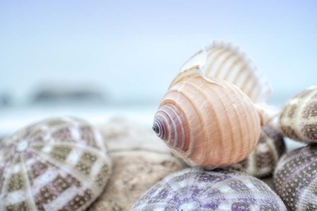 Crescent Beach Shells 15 by Alan Blaustein art print