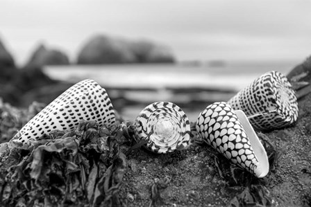 Crescent Beach Shells 3 by Alan Blaustein art print