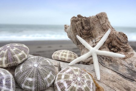 Crescent Beach Shells 5 by Alan Blaustein art print
