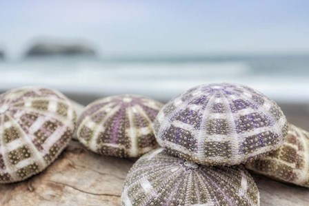 Crescent Beach Shells 8 by Alan Blaustein art print