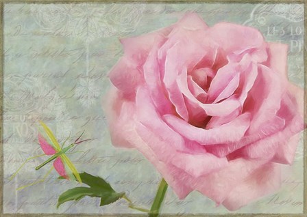 Pink Rose With Grasshopper I by Cora Niele art print