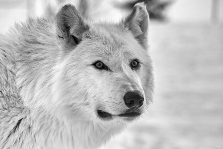Wolf B&amp;W 5014 by Gordon Semmens art print