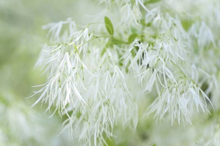 White Fringetree by Jenny Rainbow Fine Art art print