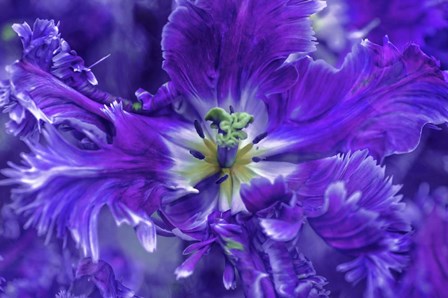 Purple Mysterious Parrot Tulip by Jenny Rainbow Fine Art art print