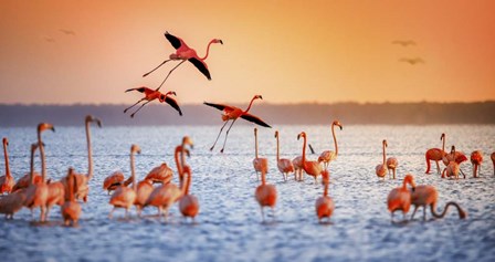 Flamingo Flight by Jonathan Ross art print