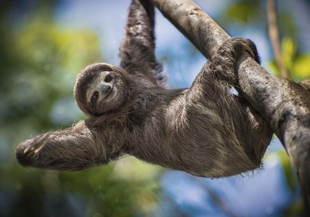 Just Hanging Around by Jonathan Ross art print