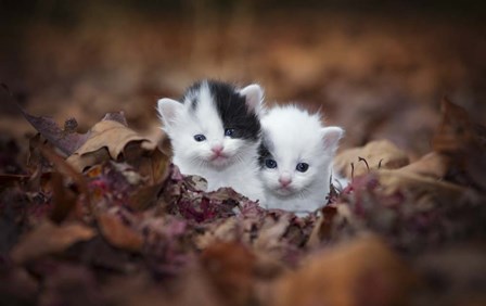 Kitten Twins by Jonathan Ross art print