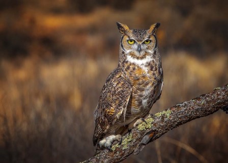 Look Who&#39;s There by Jonathan Ross art print