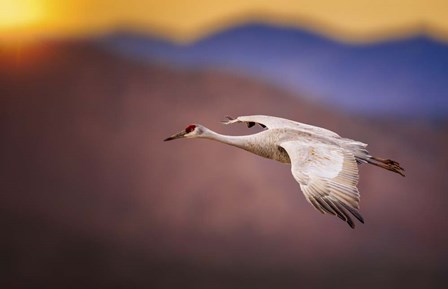 Sunset Flight by Jonathan Ross art print