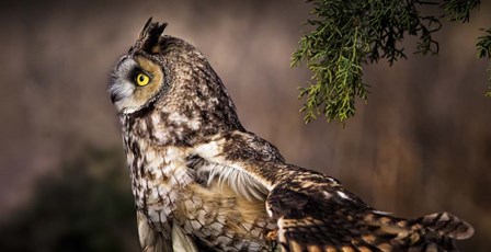 Take Flight by Jonathan Ross art print