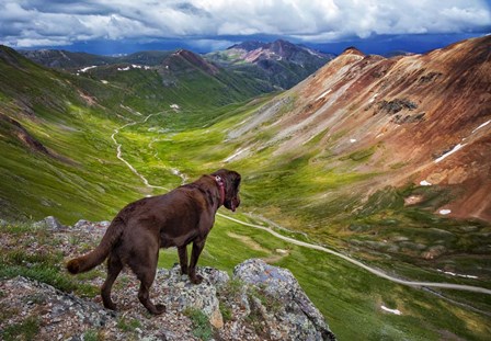 A Dog On An Adventure by Jonathan Ross art print