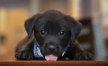 Black Lab Pup 14 by Jonathan Ross art print