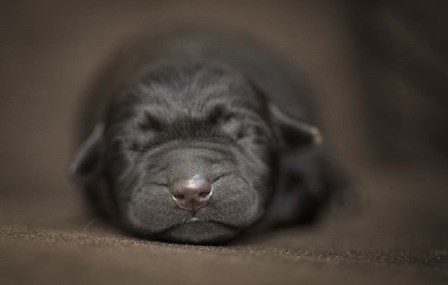 Black Lab Pup Newborn by Jonathan Ross art print