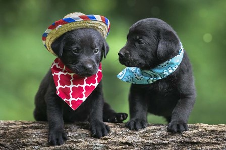 Black Lab Pups 5 by Jonathan Ross art print
