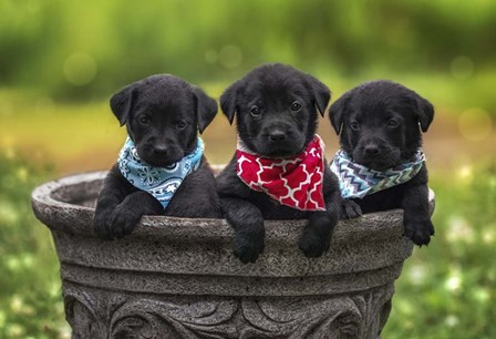 Black Lab Pups 8 by Jonathan Ross art print